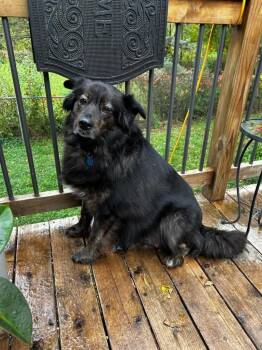 Rescue Australian Shepherd Dogs for Adoption in Elk River, Minnesota - Mia | PetCurious