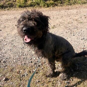 Standard Poodle Dogs Available for Adoption - Harambe | PetCurious