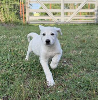 Banner -  Great Pyrenees and Labrador Retriever Dog for Adoption in Meeker, Oklahoma - Banner | PetCurious
