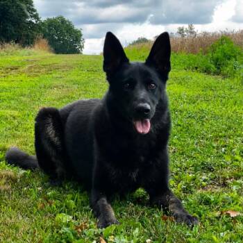 Sirius (26-263) -  German Shepherd Dog Dog for Adoption in New Ringgold, Pennsylvania - Sirius (26-263) | PetCurious