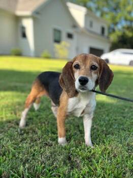 Maple -  Beagle Dog for Adoption in Aiken, South Carolina - Maple | PetCurious