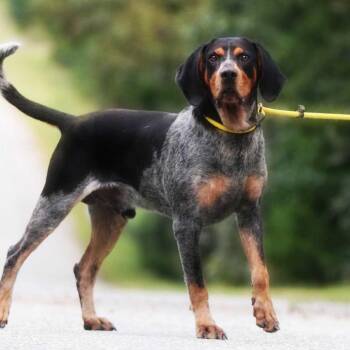 Jethro -  Hound Dog for Adoption in Chesapeake, Virginia - Jethro | PetCurious