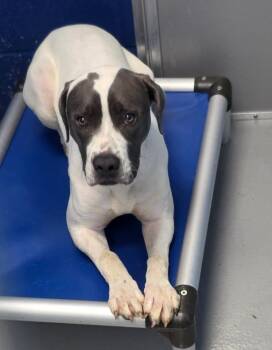 Sparrow -  Terrier Dog for Adoption in Hartsville, South Carolina - Sparrow | PetCurious