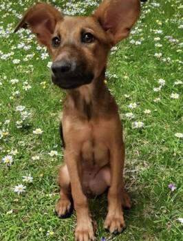 Rescue German Pinscher Dogs for Adoption in Camp Pendleton North, California - Sandy | PetCurious