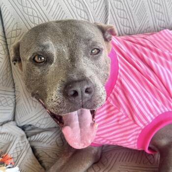 July -  Pit Bull Terrier Dog for Adoption in Martinez, California - July | PetCurious