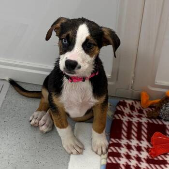 Zatanna -  Hound and Mixed Breed Dog for Adoption in Greensboro, Georgia - Zatanna | PetCurious