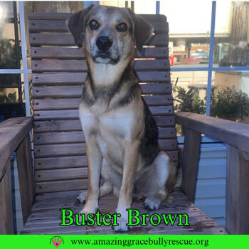 Rescue Beagle and Coonhound Dogs for Adoption in Pensacola, Florida - Buster Brown | PetCurious