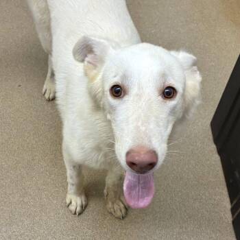 Islarose GCH -  Husky and White German Shepherd Dog for Adoption in Rockaway, New Jersey - Islarose GCH | PetCurious