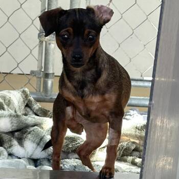 Shock -  Chihuahua and Mixed Breed Dog for Adoption in Yucaipa, California - Shock | PetCurious