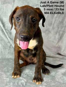 JUST A GAME -  Labrador Retriever and Plott Hound Dog for Adoption in Pomfret, Connecticut - JUST A GAME | PetCurious