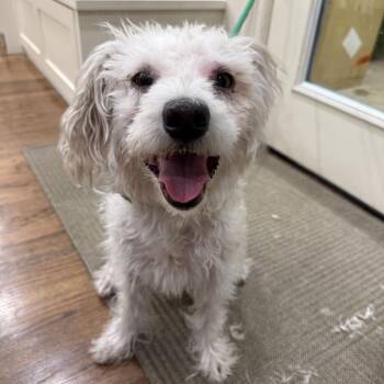Orsino -  Terrier Dog for Adoption in New York, New York - Orsino | PetCurious