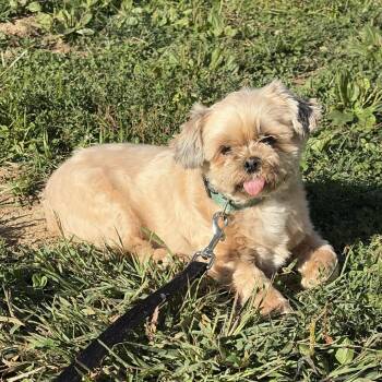Wolfgang -  Shih Tzu Dog for Adoption in Saint Charles, Missouri - Wolfgang | PetCurious