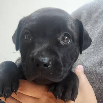 Birria-2235 -  Black Labrador Retriever and Mixed Breed Dog for Adoption in Tyler, Texas - Birria-2235 | PetCurious