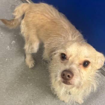 Bubbles -  Chihuahua and Miniature Poodle Dog for Adoption in Blue Ridge, Georgia - Bubbles | PetCurious