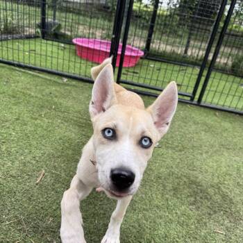 Sabrina sweet baby -  Husky Dog for Adoption in Russiaville, Indiana - Sabrina Sweet Baby | PetCurious