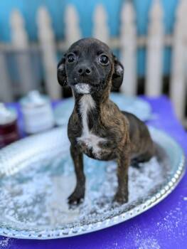 Rescue Chihuahua Dogs for Adoption in Kingsburg, California - Crepe Suzette | PetCurious