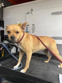 61254135 -  Chihuahua and Mixed Breed Dog for Adoption in El Paso, Texas - 61254135 | PetCurious
