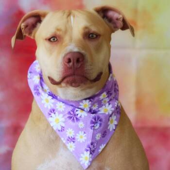 Pit Bull Terrier Dogs Available for Adoption in Austin, Texas - Smillie JuM | PetCurious