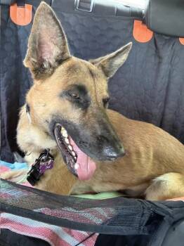 Jasper FKA Duncan located in California -  Belgian Shepherd Malinois and German Shepherd Dog Dog for Adoption in Imlay City, Michigan - Jasper FKA Duncan Located In California | PetCurious