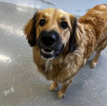 Teddy -  Great Pyrenees and Poodle Dog for Adoption in Wheaton, Illinois - Teddy | PetCurious
