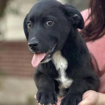 Australian Shepherd Dogs Available for Adoption - Cosmo | PetCurious