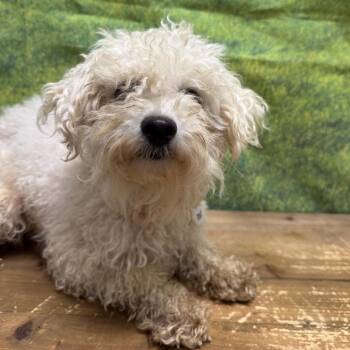 Paris -  Bichon Frise Dog for Adoption in Normal, Illinois - Paris | PetCurious