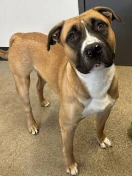 Adonis -  Boxer Dog for Adoption in Cleveland, Ohio - Adonis | PetCurious