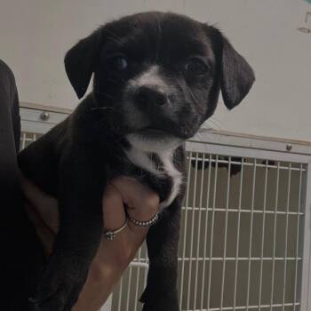 Natti -  Mixed Breed Dog Available for Adoption in Guaynabo, Guaynabo - Natti | PetCurious