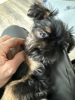 Brussels Griffon Dogs Available for Sale - Darcy | PetCurious