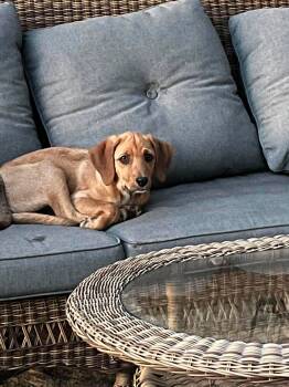 TOMMY LEE -  Redbone Coonhound Dog for Adoption in Pomfret, Connecticut - TOMMY LEE | PetCurious