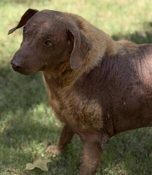 Bubba -  Mixed Breed Dog for Adoption in Paradise, Texas - Bubba | PetCurious