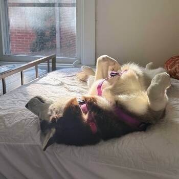 Rescue Siberian Husky and Alaskan Malamute Dogs for Adoption in Pataskala, Ohio - Lady Nymeria | PetCurious