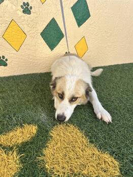 A1281951 -  Great Pyrenees and Mixed Breed Dog for Adoption in Winter Haven, Florida - A1281951 | PetCurious