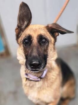 Chocolate -  German Shepherd Dog Dog for Adoption in Chesterfield, Missouri - Chocolate | PetCurious