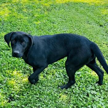 Jill -  Black Labrador Retriever and Mixed Breed Dog for Adoption in Brownsboro, Alabama - Jill | PetCurious