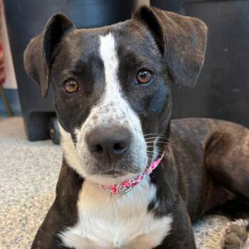 Oreo -  Mountain Cur Dog for Adoption in Prineville, Oregon - Oreo | PetCurious