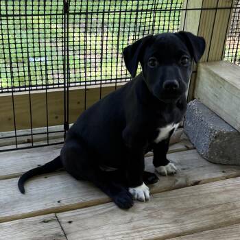 Tinkerbell - A Sweet and Spunky Little Girl -  Terrier Dog for Adoption in Houston, Texas - Tinkerbell - A Sweet And Spunky Little Girl | PetCurious