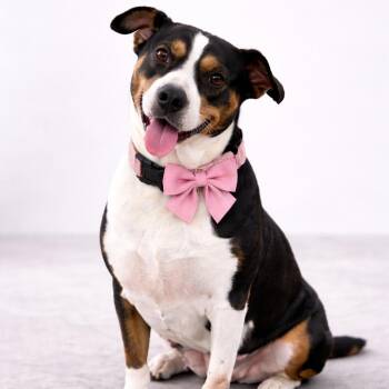 Beagle and Staffordshire Bull Terrier Dogs Available for Adoption in Lucas, Texas - TOOTSIE GS  | PetCurious