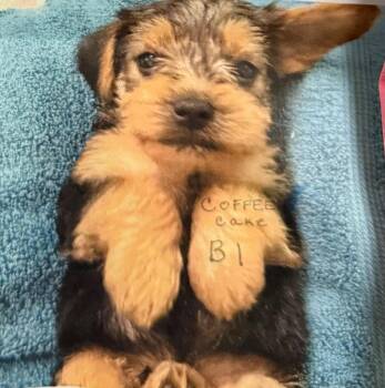 Yorkshire Terrier and Terrier Dogs Available for Adoption in Ellijay, Georgia - Coffeecake | PetCurious