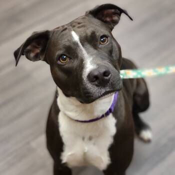 Rescue Mixed Breed Dogs for Adoption in Sarasota, Florida - Mollie | PetCurious