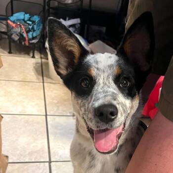 Cattle Dog and Mixed Breed Dogs Available for Adoption - Boston | PetCurious