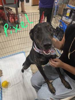 Pixel -  Labrador Retriever Dog for Adoption in Naranjito, Naranjito - Pixel | PetCurious