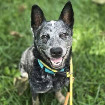 Bluey -  Australian Cattle Dog Blue Heeler Dog for Adoption in Philadelphia, Pennsylvania - Bluey | PetCurious