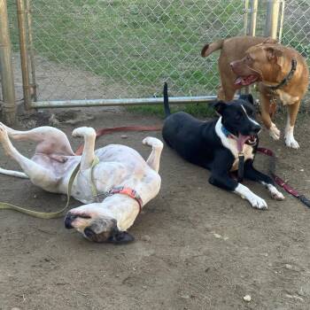 Mixed Breed Dogs Available for Adoption - Couch Potato 2904 | PetCurious