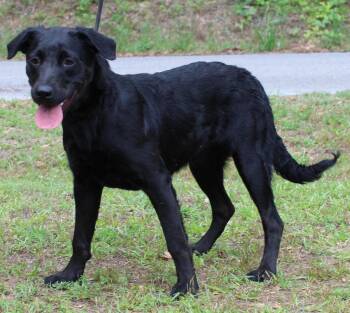 Labrador Retriever Dogs Available for Adoption in Prattville, Alabama - Pocahontas 43504 | PetCurious