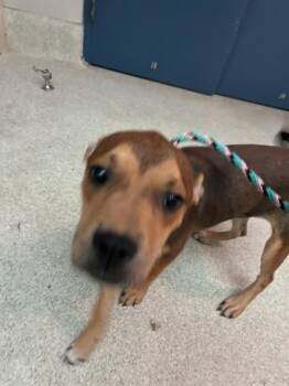ECLIPSE -  American Staffordshire Terrier Dog for Adoption in Tallahassee, Florida - ECLIPSE | PetCurious