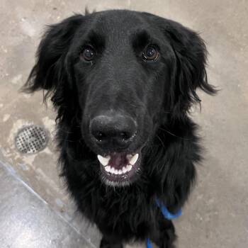 Flat Coated Retriever and Mixed Breed Dogs Available for Adoption in Washburn, Missouri - Haywire | PetCurious