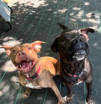 Rescue American Bulldog and Labrador Retriever Dogs for Adoption in Mustang, Oklahoma - Nate | PetCurious