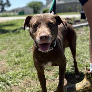 Arizona -  Labrador Retriever Dog for Adoption in Columbia, South Carolina - Arizona | PetCurious
