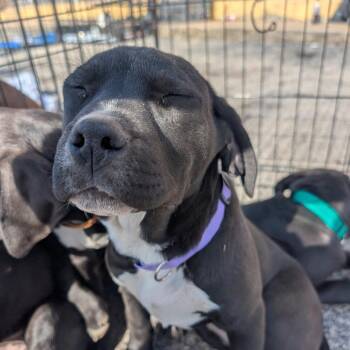 Pit Bull Terrier Dogs Available for Adoption - Violet | PetCurious